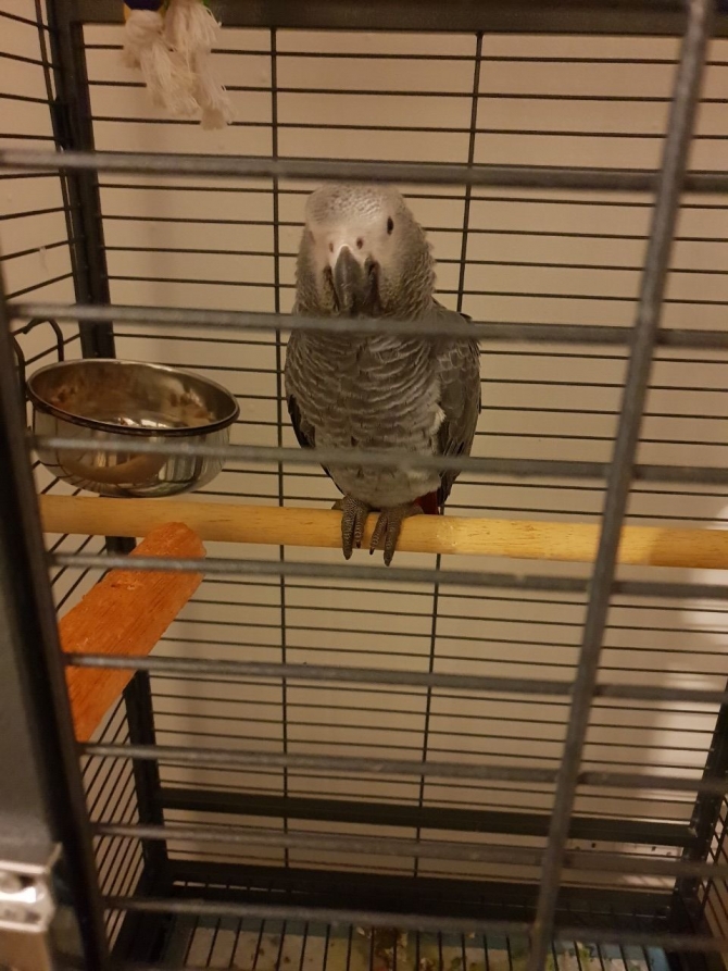 African Grey Baby text or call now  1216-816-1403