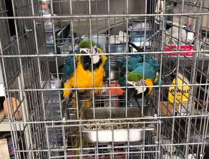 Blue and Gold Macaws Breeding Pair