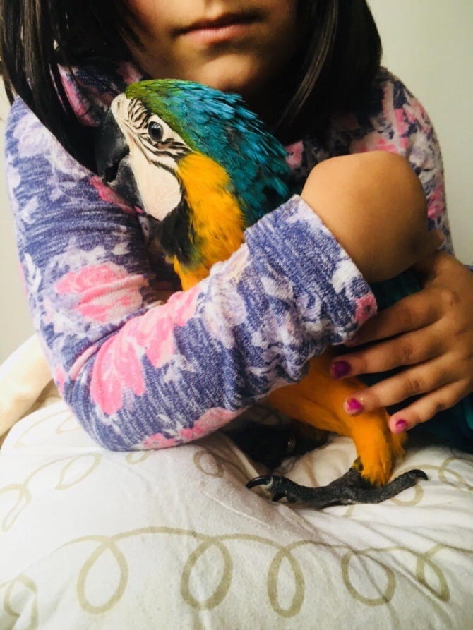 Very Tame Baby Blue And Gold Macaw 