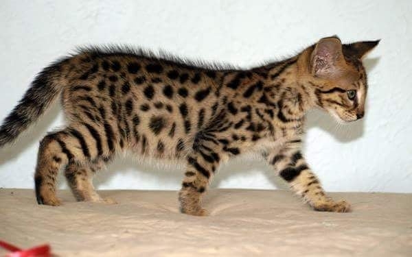 Savannah Kittens for sale