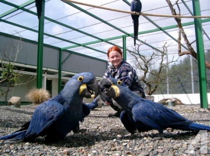Hyacinth Macaws For Sale