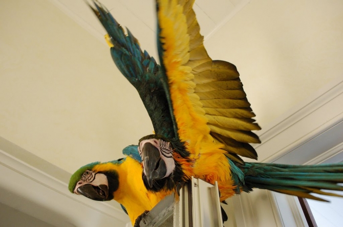 African Gray Parrots {434 878-2520