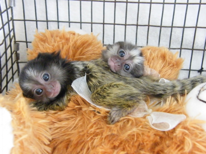 !#Baby Marmoset Monkeys For Adoption Ready to Go