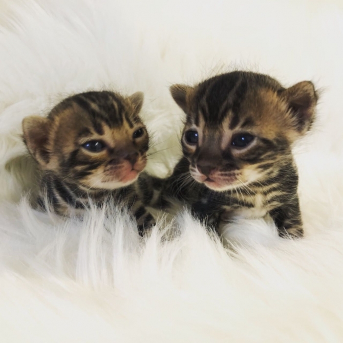 Stunning Tica Registered Bengal Kittens
