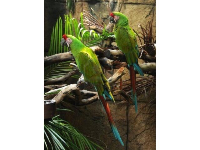 BEAUTIFUL MILITARY MACAWS FOR SALE.