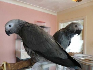 Pair African Gray parrots