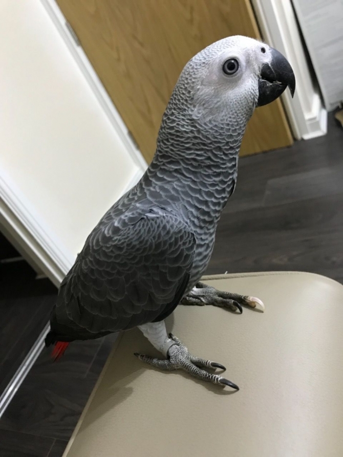 Female African Gray Parrot For Sale