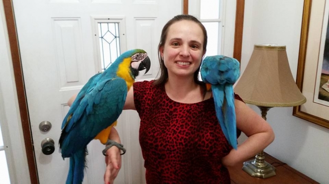 Gold and Blue Macaw Parrots are very sociable and Intelligent macaws