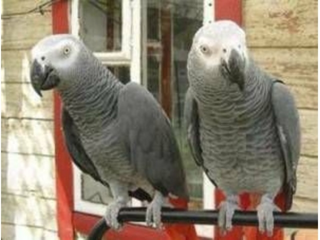 Handreared baby African Grey for sale