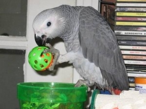 Awesome Talking pair of talking African gray parrots TEXT OR CALL 415-226-9132 