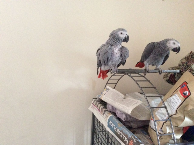 african gray parrot ready for new homes 