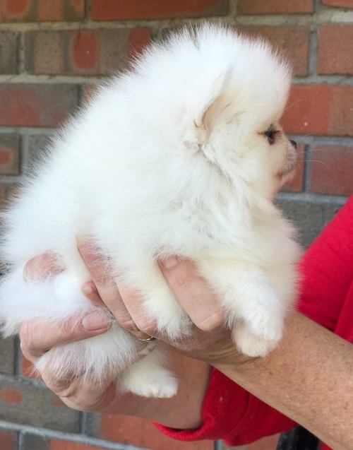 Two Top Class pomeranian Puppies Available
