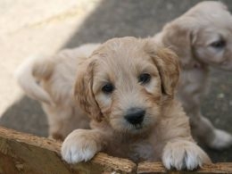 Stunning Kc Standard Poodle Puppies text --929.290.1025-