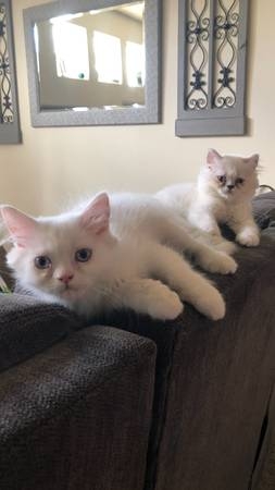 Two Male Persian Kittens