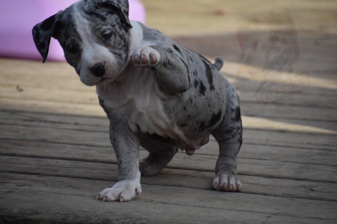 Precious pitbull puppies for adoption 