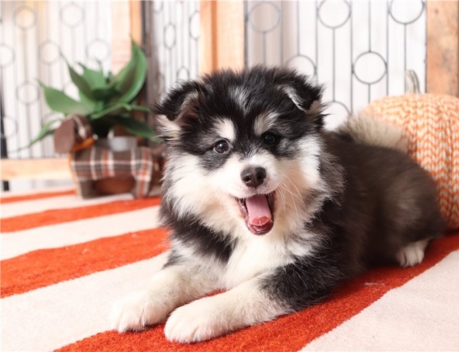 Simon – Cuddly Little Male Pomsky Puppy