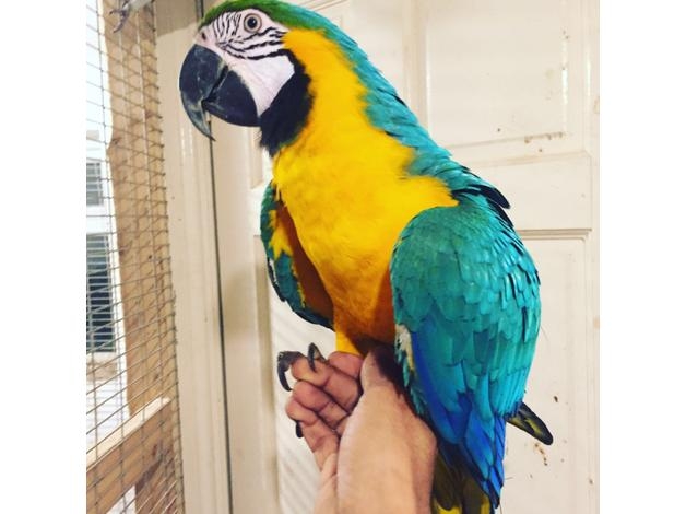 TAMED AND VERY ACTIVE BLUE AND GOLD MACAWS FOR SALE