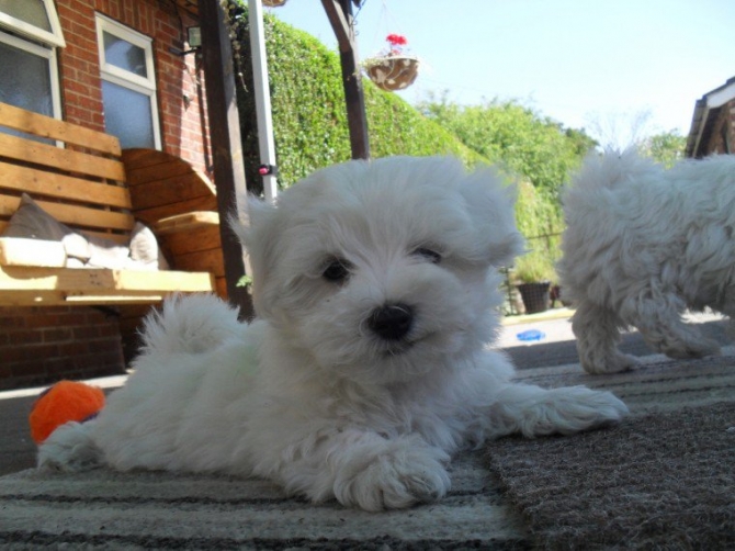 Adorable Outstanding Maltese Teacup Maltese Puppies For Sale. Text Us At 352 559 3049
