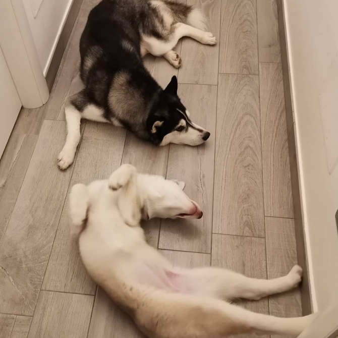 2 husky for adoption