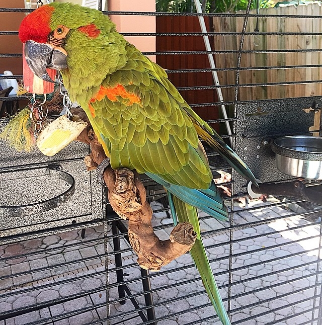Hand Raised Macaws and Parrots for Sale