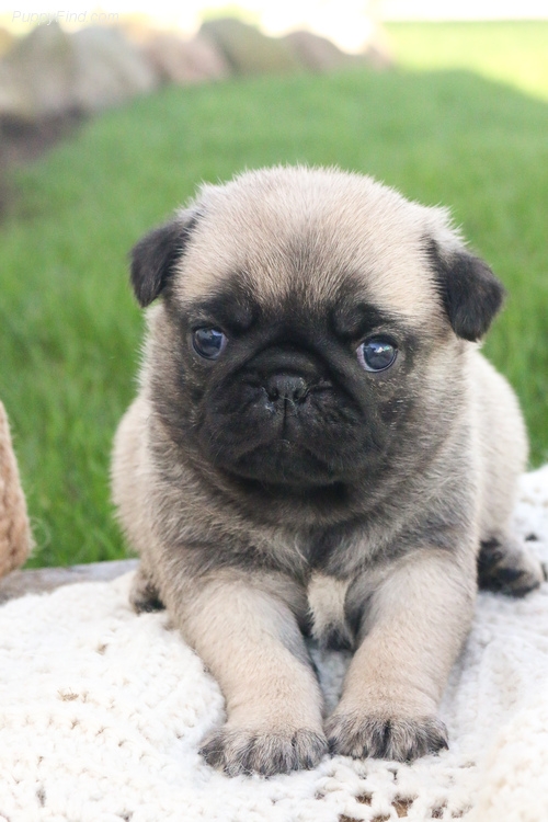 Quality Pug Puppies Available