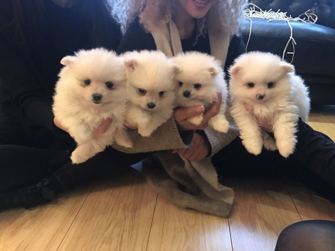 **awesome teacup Pommeranian puppies available..**