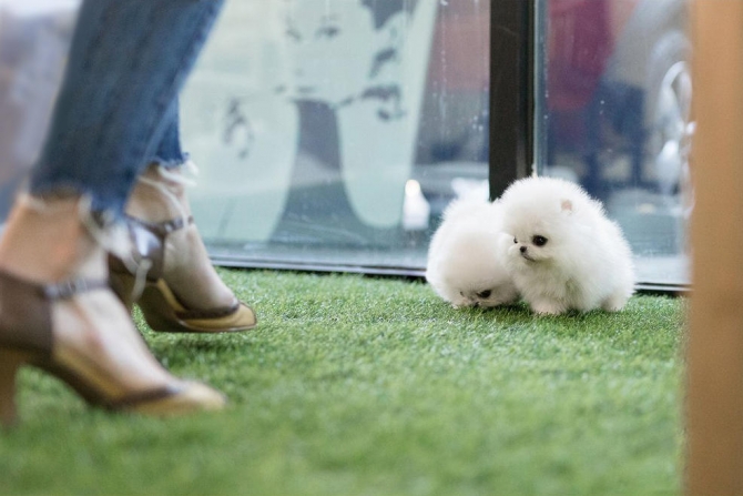 Looking For A Toy Pomeranian Male And Female Or Tea Cup Pomeranian