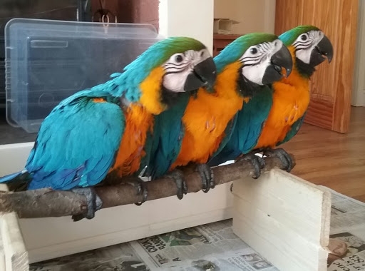 ACTIVE BLUE AND GOLD MACAWS READY FOR NEW LOVING HOMES