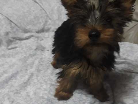 Adorable Yorkie puppies Ready Now  