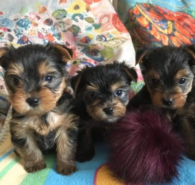 FRITZ YORKIE PUPPIES AVAILABLE