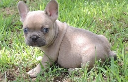 french bulldog puppies for sale california
