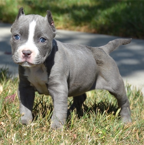 Marvelous Pitbull Puppies for sale