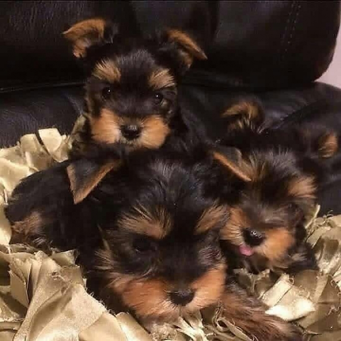 Adorable yorkie puppies 