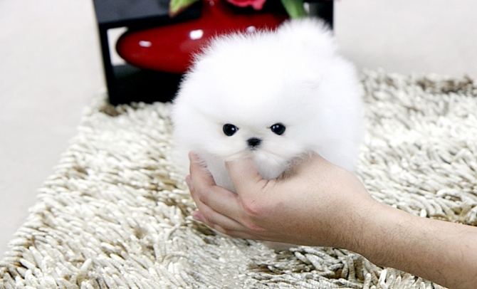 Teacup Pomeranian puppies male  female for sale 4029863672