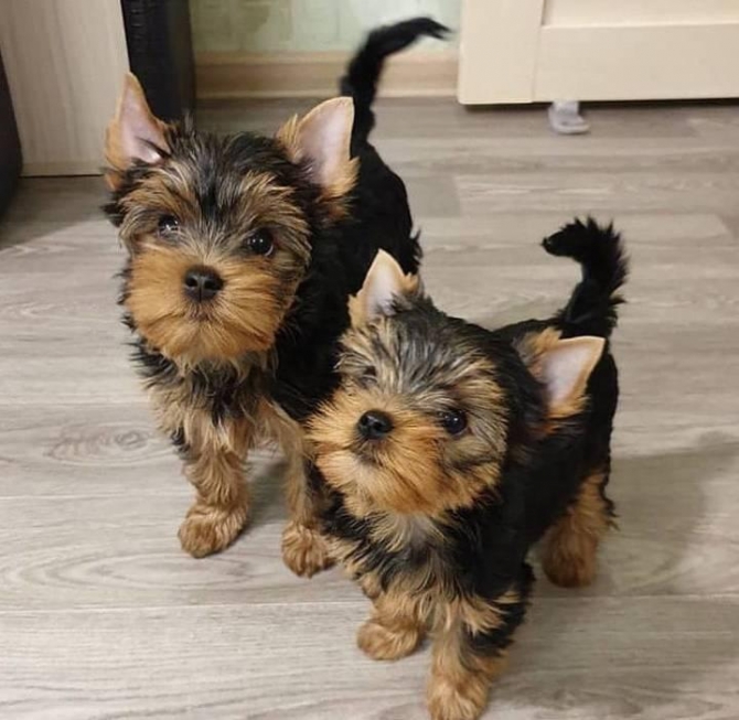 Yorkie Terrier puppies for adoption