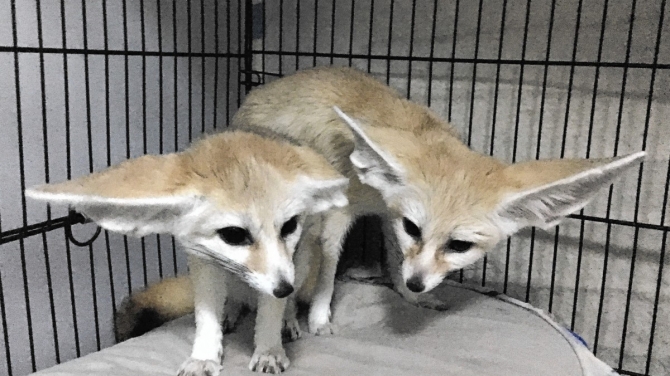 Male and Female Fennec Fox available 