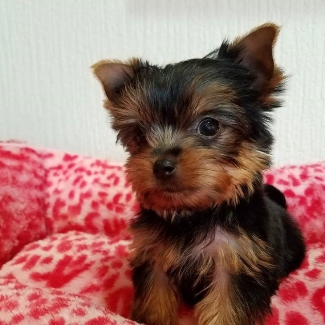 Amazing teacup Yorkie puppies for sale