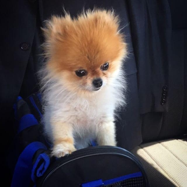 Cute Mini Pomeranian Available