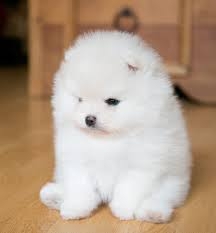 Affordable Teacup Pomeranian Puppies For Sale..