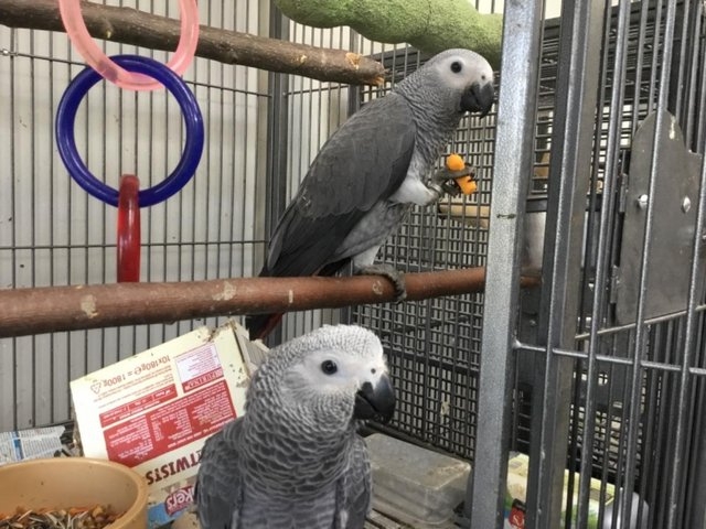 African Gray Parrots