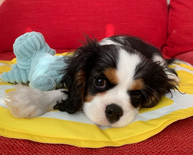 AKC registered cavalier king charles puppies