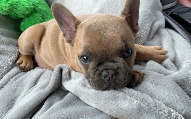 AKC registered french bulldog puppies