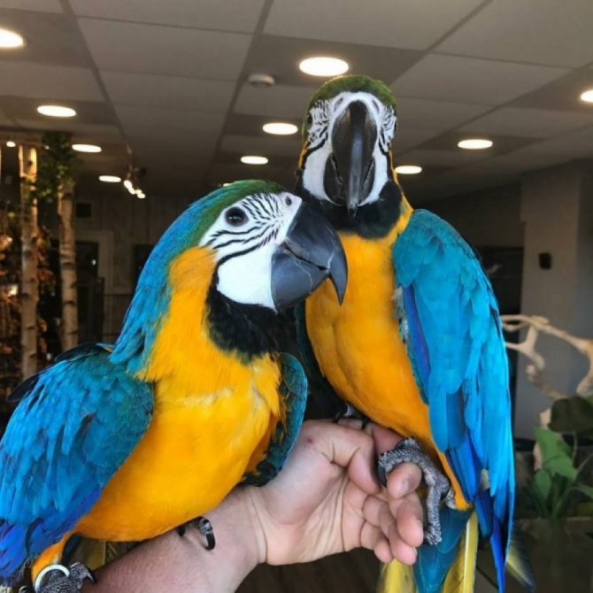Hand Reared Blue Gold Macaws For Sale