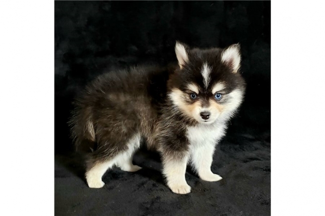 Pomsky And Husky Puppies Available