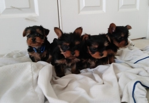 Yorkie puppies ready