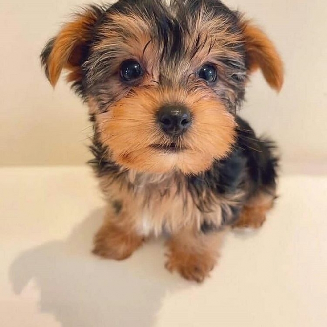 Tiny Teacup Yorkshire Terrier Puppies For Re-Homing..1 334 441-4793