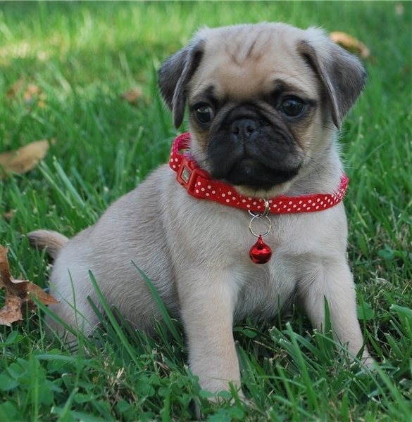Pug Puppies available 