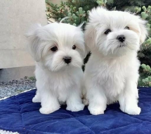 Mini Toy Maltese puppies gift for free adoption,