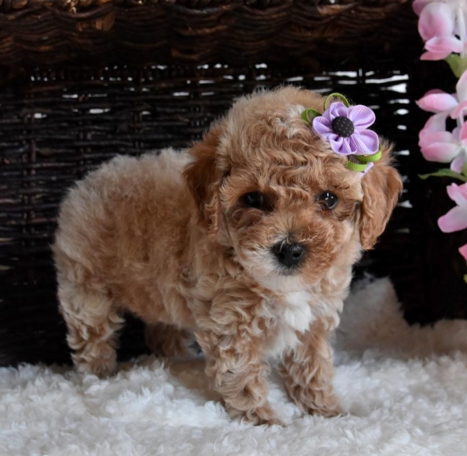 Purebred AKC Toy poodle puppies 
