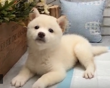Shiba Inu Puppies Ready for new homes